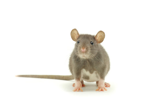  rat