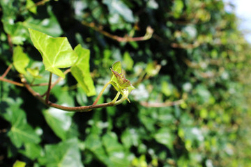Efeu im Garten