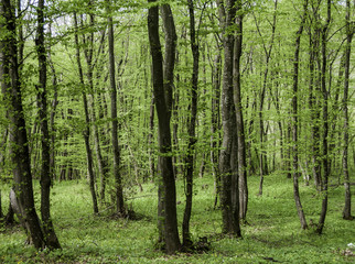 Fototapeta na wymiar Green forest in spring