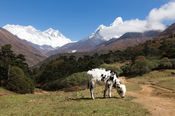 Cow calf pastures in front mount Everest. Tengboche village, Nep
