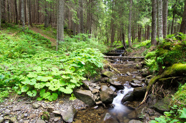  forest