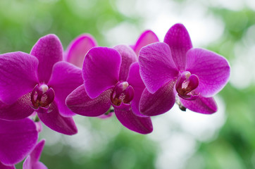Fototapeta na wymiar beautiful orchid