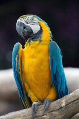 parrot