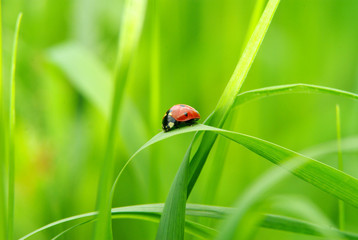  ladybug