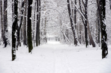  winter forest