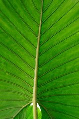 green leaf