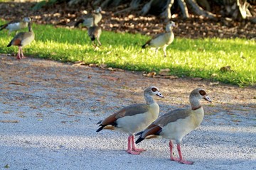 egyptian geese couple