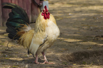 Autumn Wahwashkesh  Lake