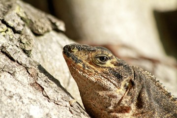 Macro of a brown iguana on a tree, florida