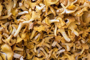 Girolles ou Chanterelles