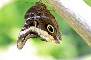 Obraz premium Calico Butterfly or Owl