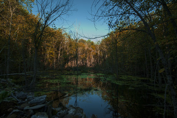 Forest swamp