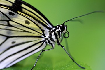 Macro of a White Paper butterfly, ventral view