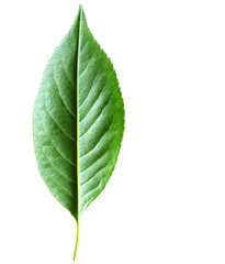 Obraz premium green leaf