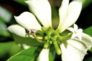 White exotic flower blooming at fairchild gardens