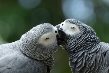 Fototapeta premium parrot bird