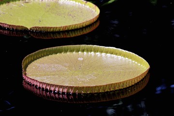 Lily Pads, Fairchild Gardens