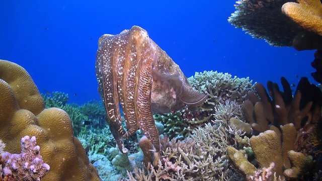 Cuttlefish on a coral reef
