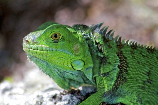 Macro of a green Iguana, Florida