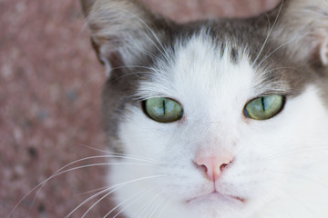 Cute green eyed cat looking to you