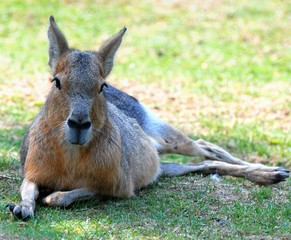 Lying Kangaroo