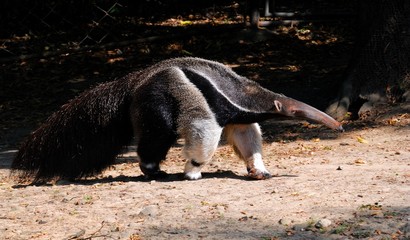 Ant-eater
