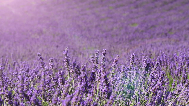 fields of blooming lavender flowers (Provence, France); loop