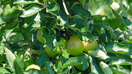 apple tree