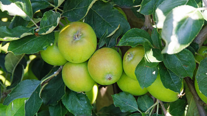 apple tree