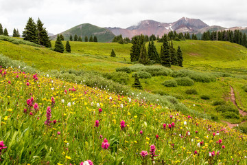 Colorado trail through wildflower filled meadow with mountains in the distance