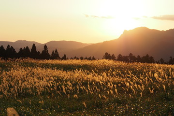 曽爾高原のススキ