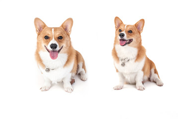 corgi dog