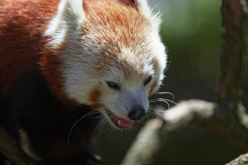 Obraz premium Red Panda.