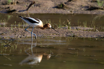 American Avocet with reflection in Alamosa National Wildlife Refuge in Colorado