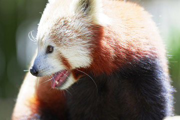 Red Panda.