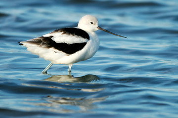 American Avocet in non-breeding plumage in ripply blue water