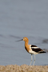 Male American Avocet in breeding plumage at the Salton Sea in southern California