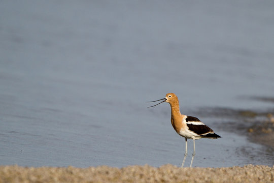 Male American Avocet in breeding plumage cries on a marshy shore