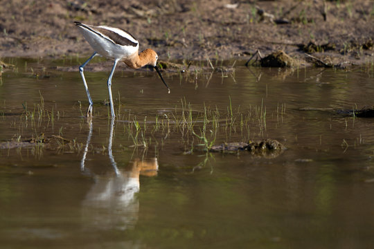 American Avocet with reflection in Alamosa National Wildlife Refuge in Colorado