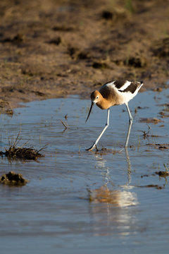 American Avocet in breeding plumage fishes in southern Colorado