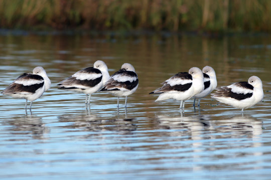 Six American Avocets in non-breeding plumage nap in ripply blue water