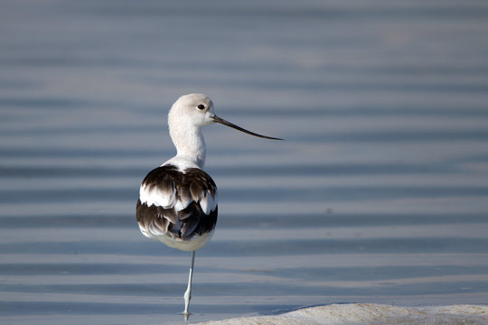 American Avocet rests on one leg in ripply water
