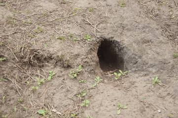Fototapeta premium Rabbit or hare entrance to their warren in a local field.