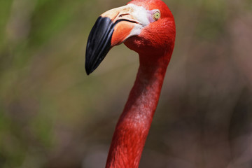 Beautiful pink flamingo.