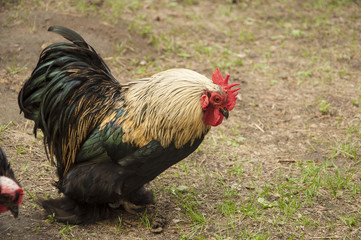 Beautiful Rooster (Male Chicken) on nature background