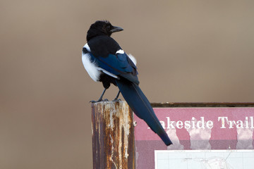 Black-billed Magpie in Antelope Island State Park in Utah