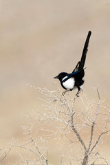 Black-billed Magpie in Antelope Island State Park in Utah
