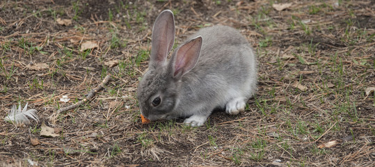 Cottontail bunny rabbit eating grass in the garden