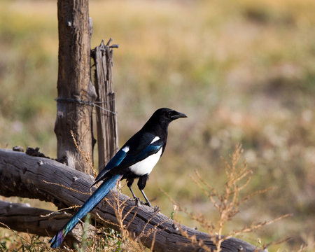 Black-billed Magpie in southern Colorado