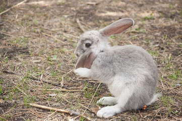 Cottontail bunny rabbit eating grass in the garden